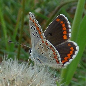 Spanish Brown Argus - Aricia agestis © John Muddeman